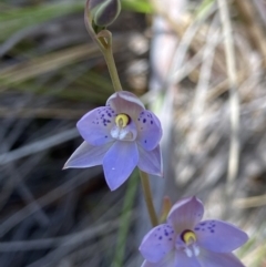 Thelymitra simulata at Aranda, ACT - 23 Oct 2021