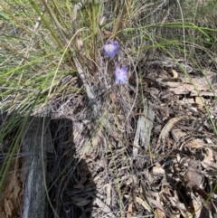 Thelymitra simulata at Aranda, ACT - 23 Oct 2021