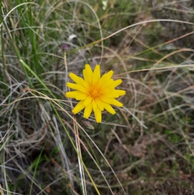 Microseris walteri (Yam Daisy, Murnong) at Tralee, NSW - 25 Oct 2021 by MB