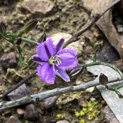 Thysanotus patersonii (Twining Fringe Lily) at Bruce, ACT - 22 Oct 2021 by AJB