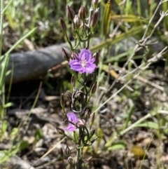 Thysanotus patersonii at Bruce, ACT - 23 Oct 2021 09:55 AM