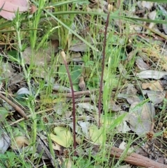 Corysanthes incurva (Slaty Helmet Orchid) at Point 4081 - 24 Oct 2021 by CathB