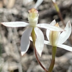 Caladenia moschata at Aranda, ACT - suppressed