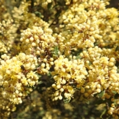 Pomaderris pallida (Pale Pomaderris) at Paddys River, ACT - 24 Oct 2021 by HelenCross