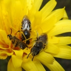 Lasioglossum (Chilalictus) lanarium at Paddys River, ACT - 24 Oct 2021 02:01 PM