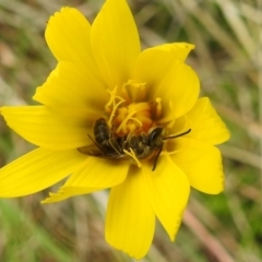 Lasioglossum (Chilalictus) lanarium at Paddys River, ACT - 24 Oct 2021 02:01 PM