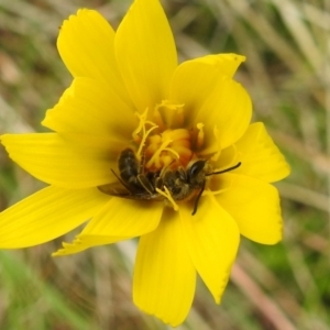 Lasioglossum (Chilalictus) lanarium at Paddys River, ACT - 24 Oct 2021 02:01 PM