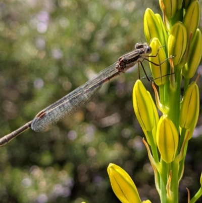 Austrolestes leda (Wandering Ringtail) at Watson, ACT - 25 Oct 2021 by abread111