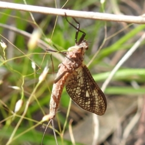 Ephemeroptera (order) at Paddys River, ACT - 24 Oct 2021 02:06 PM