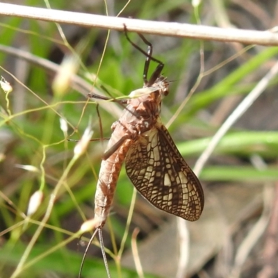 Ephemeroptera (order) (Unidentified Mayfly) at Paddys River, ACT - 24 Oct 2021 by HelenCross