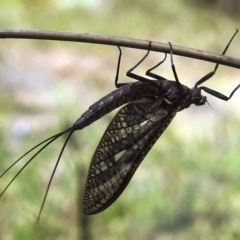 Ephemeroptera (order) at Paddys River, ACT - 24 Oct 2021 02:06 PM