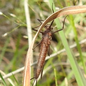 Ephemeroptera (order) at Paddys River, ACT - 24 Oct 2021 02:06 PM