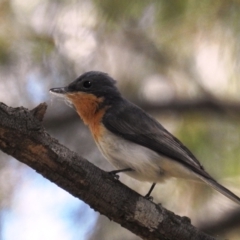 Myiagra rubecula at Kambah, ACT - 24 Oct 2021