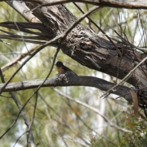 Myiagra rubecula at Kambah, ACT - 24 Oct 2021