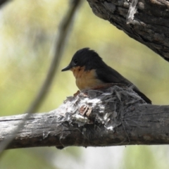 Myiagra rubecula at Kambah, ACT - 24 Oct 2021