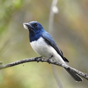 Myiagra rubecula at Kambah, ACT - 24 Oct 2021