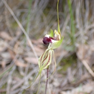 Caladenia atrovespa at Fadden, ACT - suppressed