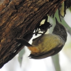Acanthiza reguloides (Buff-rumped Thornbill) at Paddys River, ACT - 24 Oct 2021 by HelenCross