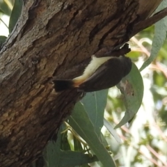 Acanthiza reguloides at Paddys River, ACT - 24 Oct 2021 02:25 PM