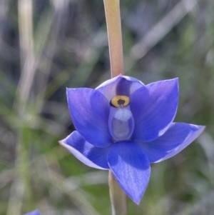 Thelymitra nuda at Cook, ACT - 24 Oct 2021