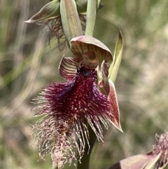 Calochilus platychilus (Purple Beard Orchid) at Cook, ACT - 24 Oct 2021 by Rebeccaryanactgov