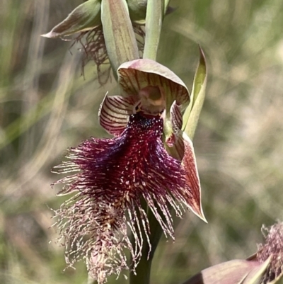 Calochilus platychilus (Purple Beard Orchid) at Cook, ACT - 24 Oct 2021 by Rebeccaryanactgov