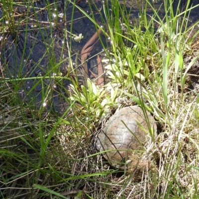 Chelodina longicollis (Eastern Long-necked Turtle) at Paddys River, ACT - 25 Oct 2021 by HelenCross