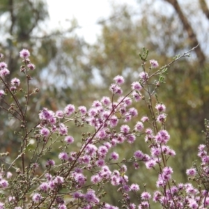 Kunzea parvifolia at Paddys River, ACT - 24 Oct 2021 02:10 PM