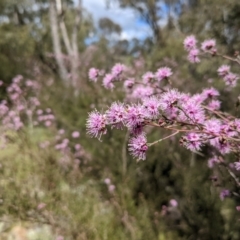 Kunzea parvifolia at Paddys River, ACT - 24 Oct 2021 02:10 PM