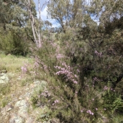 Kunzea parvifolia at Paddys River, ACT - 24 Oct 2021 02:10 PM