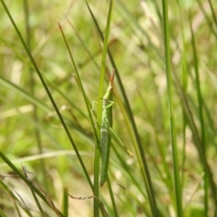 Keyacris scurra (Key's Matchstick Grasshopper) at Paddys River, ACT - 24 Oct 2021 by HelenCross