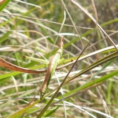 Keyacris scurra at Paddys River, ACT - 24 Oct 2021 03:10 PM