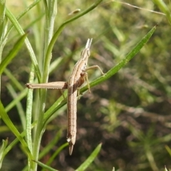 Keyacris scurra at Paddys River, ACT - 24 Oct 2021 03:10 PM