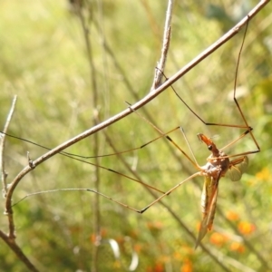 Leptotarsus (Macromastix) costalis at Paddys River, ACT - 24 Oct 2021