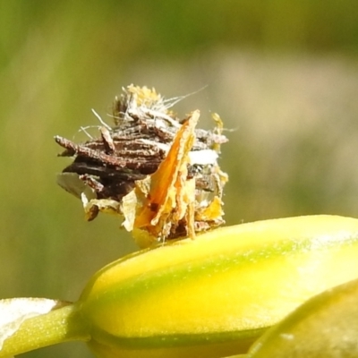 Psychidae (family) IMMATURE (Unidentified case moth or bagworm) at Paddys River, ACT - 24 Oct 2021 by HelenCross