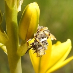 Psychidae (family) IMMATURE at Paddys River, ACT - 24 Oct 2021