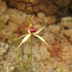 Caladenia sp. (A Caladenia) at Paddys River, ACT - 22 Oct 2021 by Liam.m