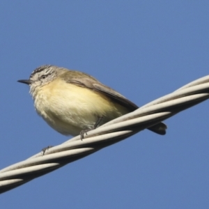 Acanthiza chrysorrhoa at Higgins, ACT - 24 Oct 2021