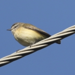 Acanthiza chrysorrhoa at Higgins, ACT - 24 Oct 2021