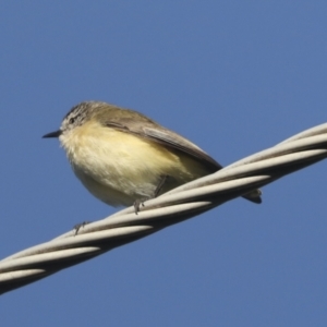 Acanthiza chrysorrhoa at Higgins, ACT - 24 Oct 2021 07:36 AM