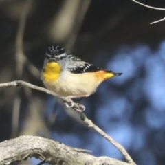 Pardalotus punctatus at Higgins, ACT - 24 Oct 2021