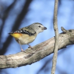 Pardalotus punctatus at Higgins, ACT - 24 Oct 2021