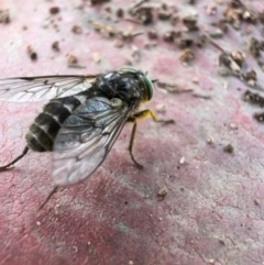 Dasybasis sp. (genus) (A march fly) at Murrumbateman, NSW - 22 Oct 2021 by SimoneC