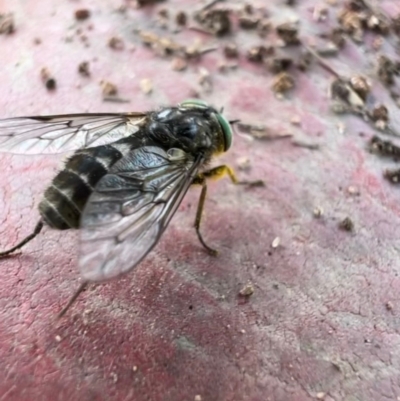 Dasybasis sp. (genus) (A march fly) at Murrumbateman, NSW - 21 Oct 2021 by SimoneC