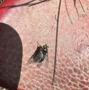 Dasybasis sp. (genus) at Murrumbateman, NSW - 22 Oct 2021 10:52 AM