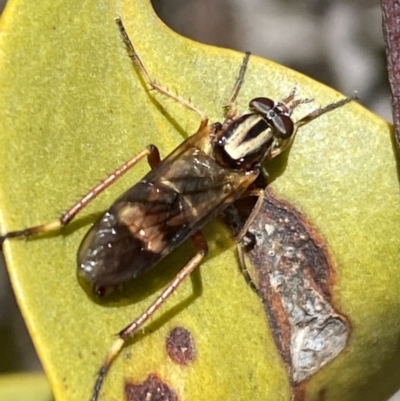 Ectinorhynchus sp. (genus) (A Stiletto Fly) at Mount Jerrabomberra - 24 Oct 2021 by SteveBorkowskis