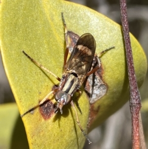 Ectinorhynchus sp. (genus) at Jerrabomberra, NSW - 24 Oct 2021