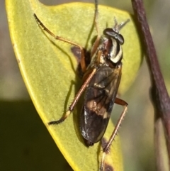 Ectinorhynchus sp. (genus) at Jerrabomberra, NSW - 24 Oct 2021