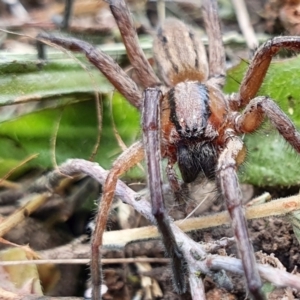 Miturga sp. (genus) at Yass River, NSW - 25 Oct 2021