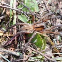 Miturga sp. (genus) at Yass River, NSW - 25 Oct 2021 11:06 AM